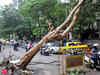 At least 3 trees felled every hour in Delhi in last 3 years: Government data