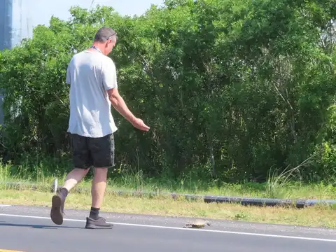 ​Hundreds of road kills