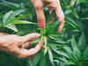 Thailand legalises cannabis cultivation and trade