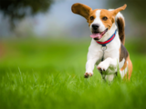 How to insure your pet: Product to choose, what is not covered, when to get