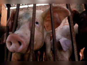 FILE PHOTO: Pigs are seen at a farm outside Hanoi