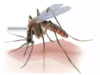 Delhi reports 126 dengue, 21 malaria cases this year