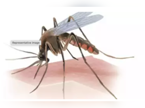 11 dengue cases in Delhi in a week, 10 of them untraceable