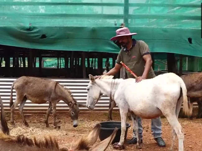 donkey-milk-this-man-quit-his-it-job-to-start-a-donkey-milk-farm