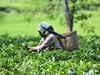 Rare Assam tea sold for Rs 1 lakh per kg