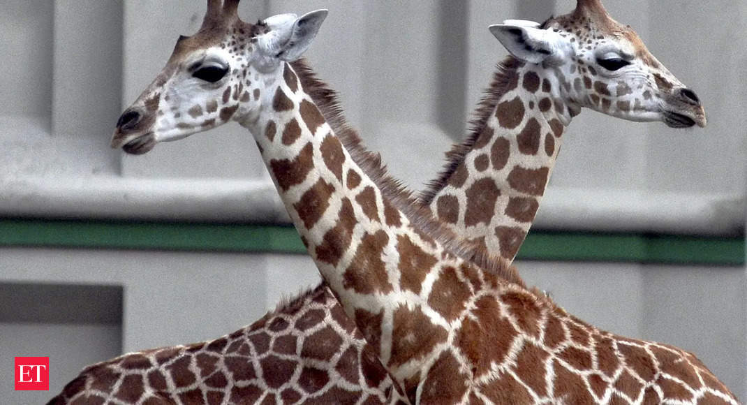Giornata mondiale della giraffa: Giornata mondiale della giraffa 2022: perché si celebra il 21 giugno, il suo significato e il suo significato