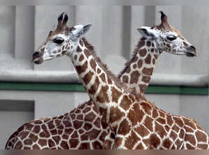 Kolkata: A pair of giraffes inside their inclosure on World Giraffe Day, at Alip...