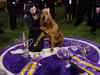 Trumpet, a Bloodhound wins The Westminster Kennel Dog Show