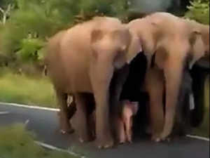 Video showing 'Z+++ Security' for baby elephant wins the Internet