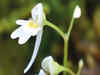 Utricularia Furcellata: Rare carnivorous plant found for first time in western Himalayan region