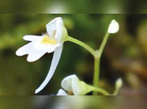 Uttarakhand: In a first, carnivore plant found in western Himalayas