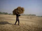 Egypt to buy 180,000 tonnes of wheat from India