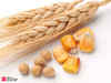 Russian wheat prices down with approaching harvest pressure