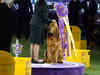 For the first time, a bloodhound wins top US dog show