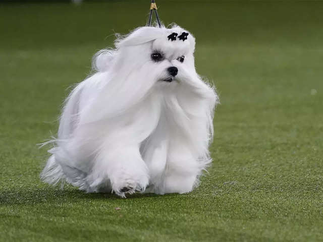 Westminster Dog Show Categories in 2022