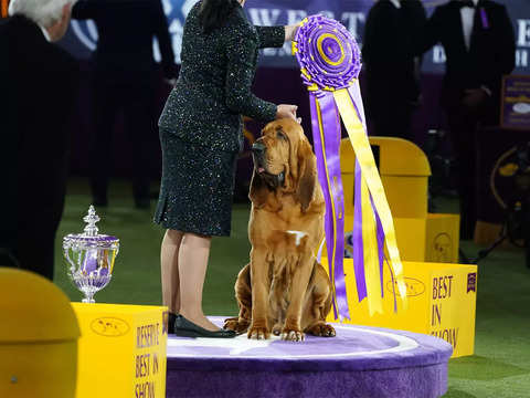 A crowd favourite - For the first time, a bloodhound wins top US dog show |  The Economic Times