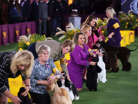 A crowd favourite - For the first time, a bloodhound wins top US dog show |  The Economic Times