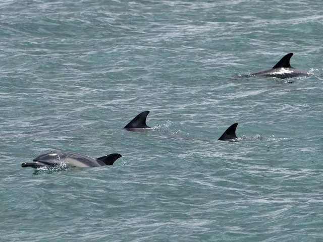 ​Number of dolphins increased
