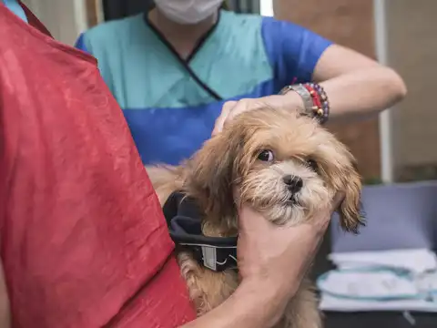 ​Leptospirosis