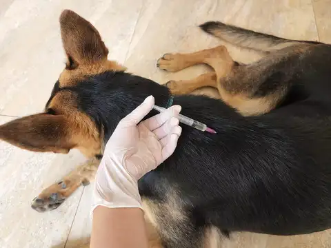 ​Distemper