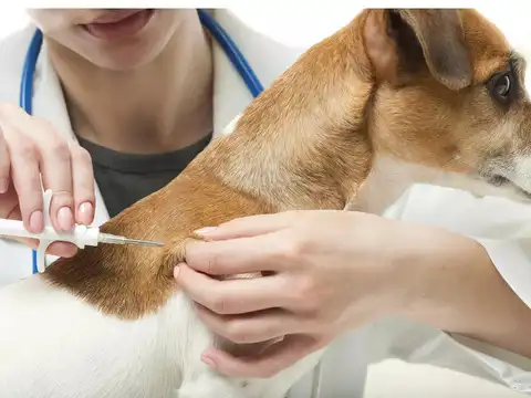 ​Rabies