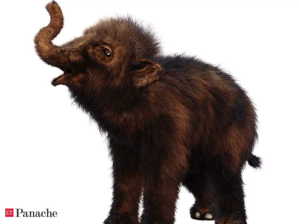 Mammoth: Canadian gold miners discover rare mummified baby woolly mammoth  with skin and hair - The Economic Times