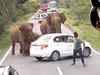 Elephants charge at motorist blocking way on highway