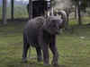 Model Megan Milan enjoys company of playful baby elephant in Thailand