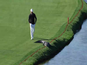 golfer and alligator