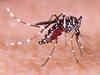 Viruses can change your scent to make you more attractive to mosquitoes: Research