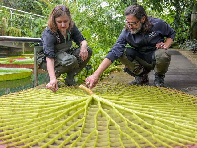 ​Largest waterlily