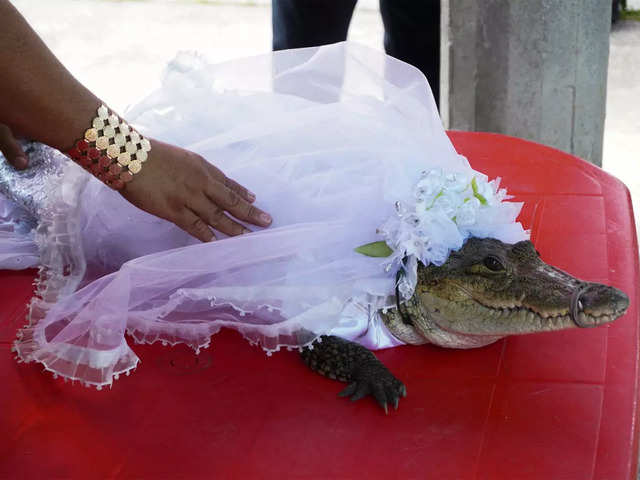​Hitched to a gator