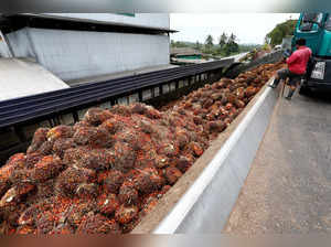 FILE PHOTO: A worker unloads palm oil fruit bunches from a lorry inside a palm oil mill in Bahau, Negeri Sembilan