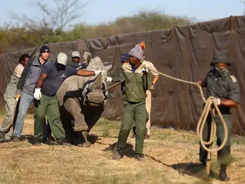 ​Doubling rhino population