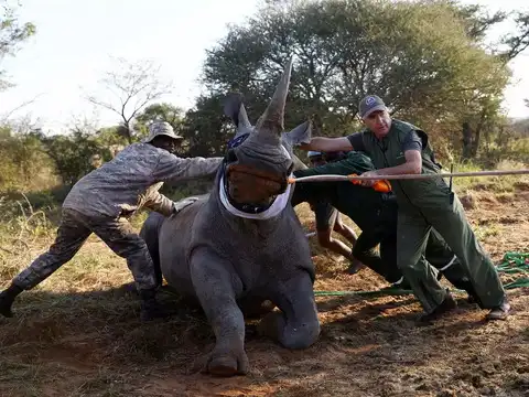​Longest-ever transfer of rhinos