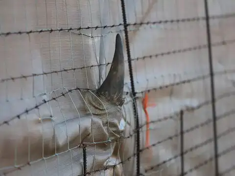 ​After 40 years of extinction