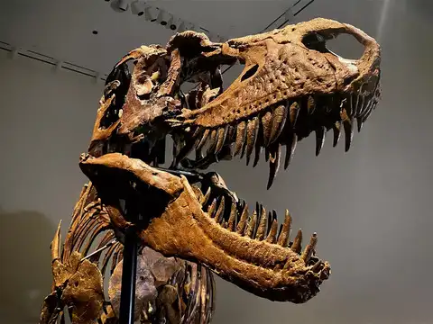 ​Only specimen for sale