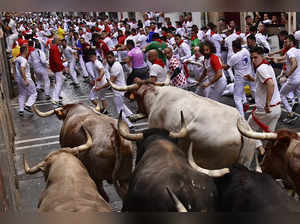 1st bull run in 3 years takes place