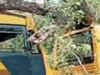 Punjab: A child was killed while 13 children were hospitalised in Chandigarh after a tree fell on school buses