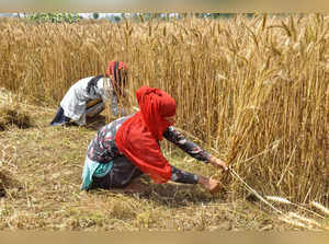 Moradabad_ Workers harvest wheat from an agricultural field in Moradabad. (PTI P....