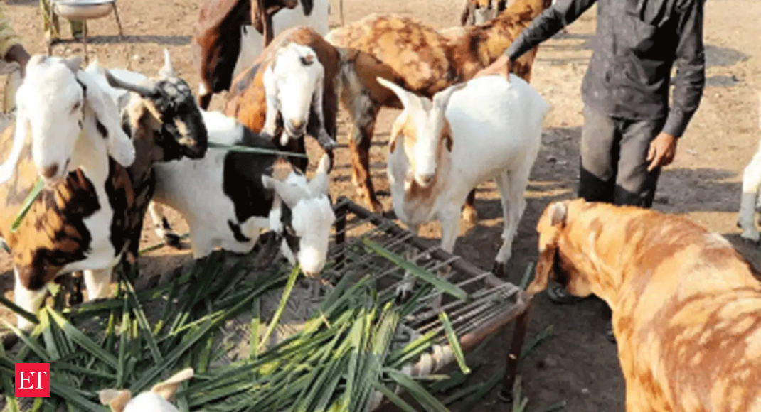 No bar on slaughter of animals on the situation of Bakrid, clarifies Gauhati High courtroom