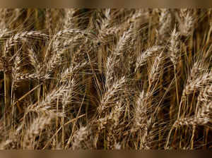 Wheat crops before harvest