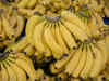 India’s banana export increases by 703%, a jump of 8-fold in 9 yrs, says Piyush Goyal