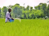 Fertiliser Ministry takes coercive action against Urea diversion, registers 25 FIRs