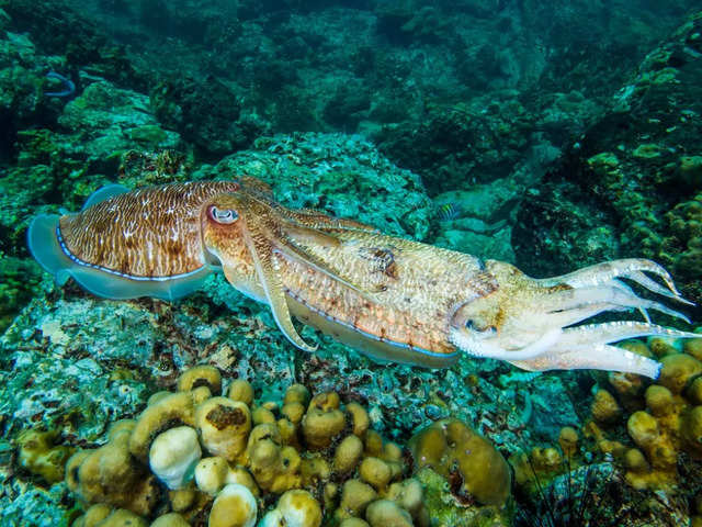 How cuttlefish hide - Chameleons of the Sea: Cuttlefish camouflage is ...