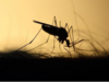 Maharashtra reports Zika virus case after one year; girl found infected in Palghar