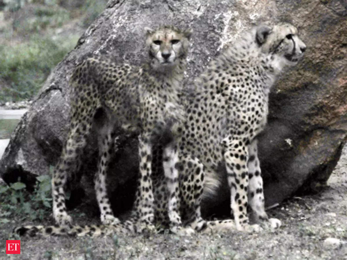 cheetah: MP sanctuary to be home as cheetahs return to India after 70 years  - The Economic Times