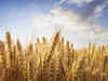 Russia’s wheat exports are off to flying start with bumper crop