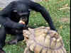 Soul-stirring: Chimpanzee shares apple with tortoise; watch video