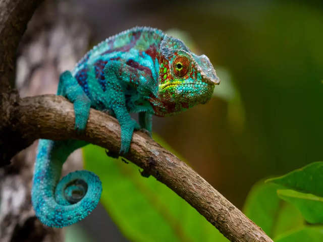 Can Chameleons Regenerate Body Parts?